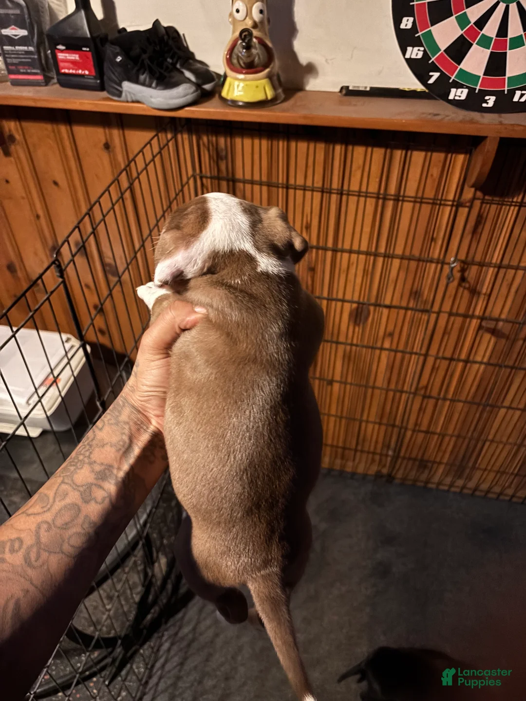 Mixed Breed dogs for sale: Mixed Breed Puppy 4 - Ad 3