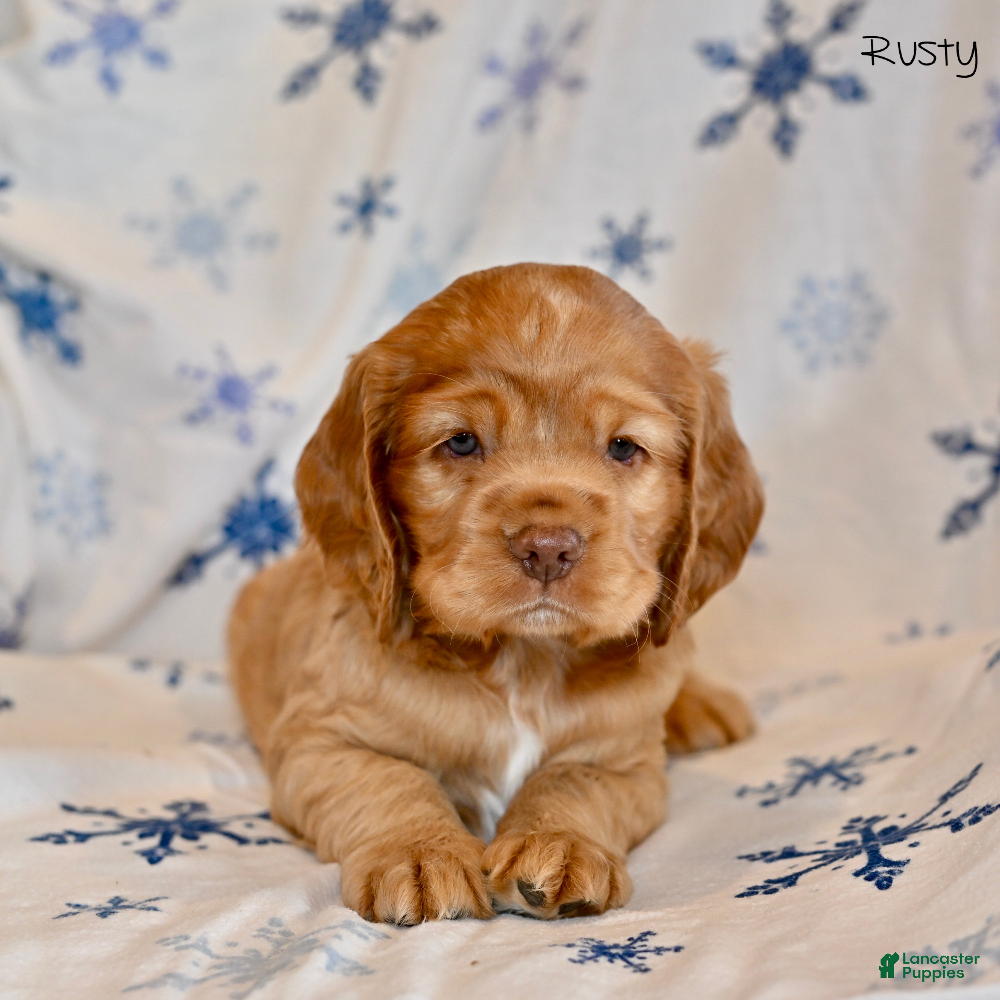 Cocker Spaniel dogs Rusty  - Ad 1