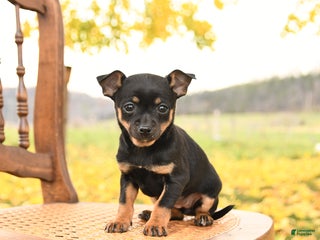 Chihuahua dogs - Ad 32