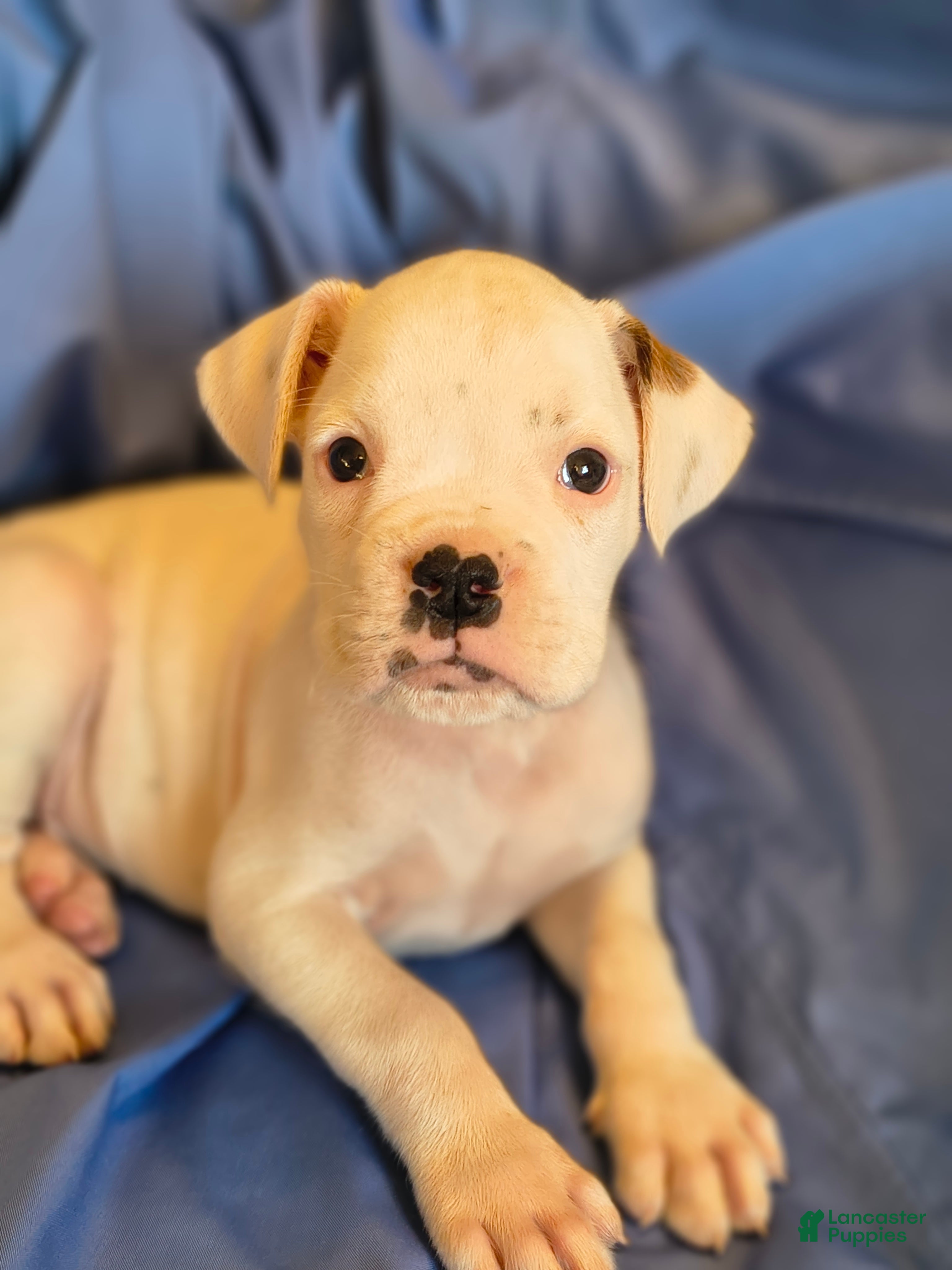 Boxer dogs Chives - Ad 1
