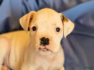 Boxer dogs for sale: Chives - Ad 3