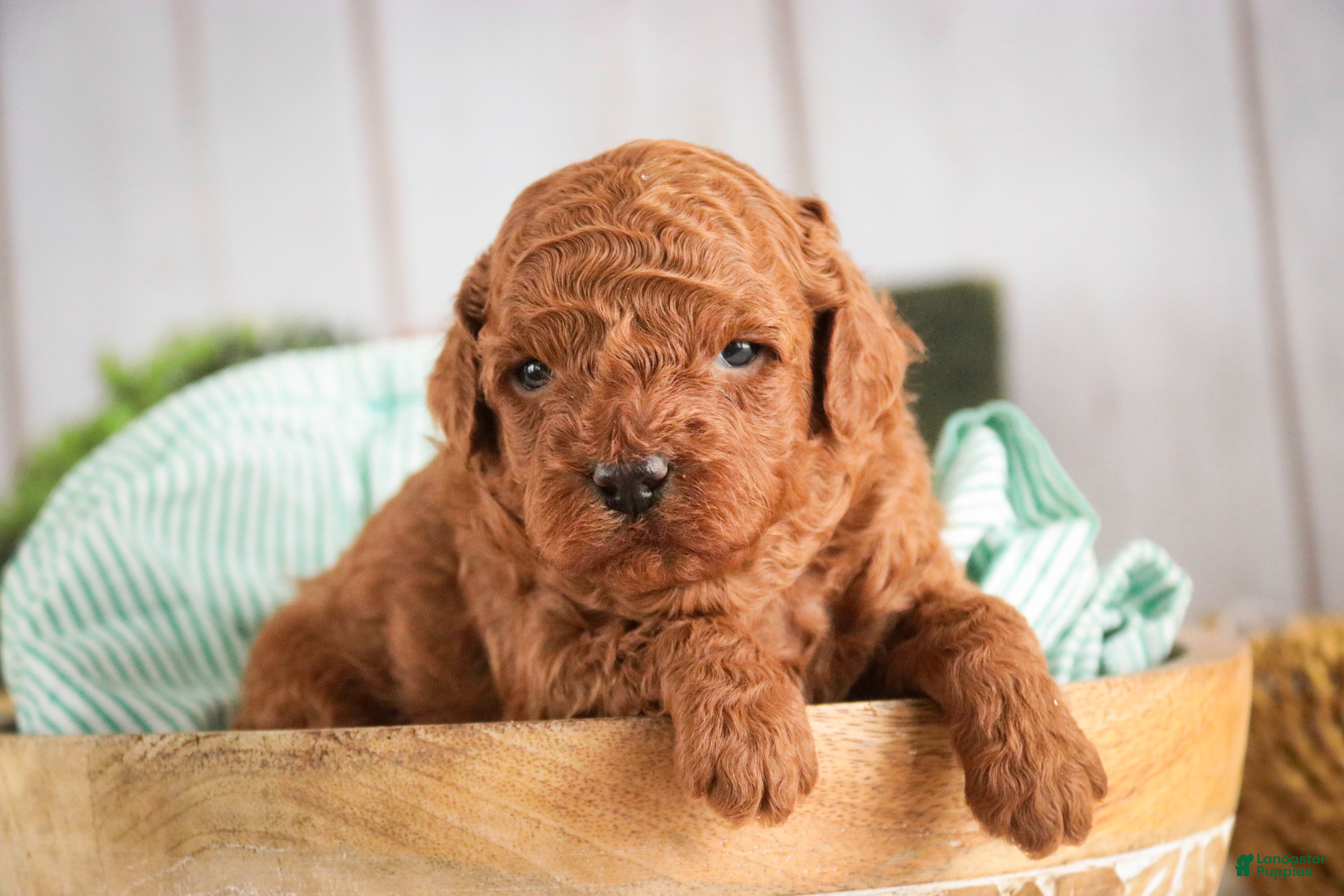 Miniature Poodle dogs Corbin - Ad 1