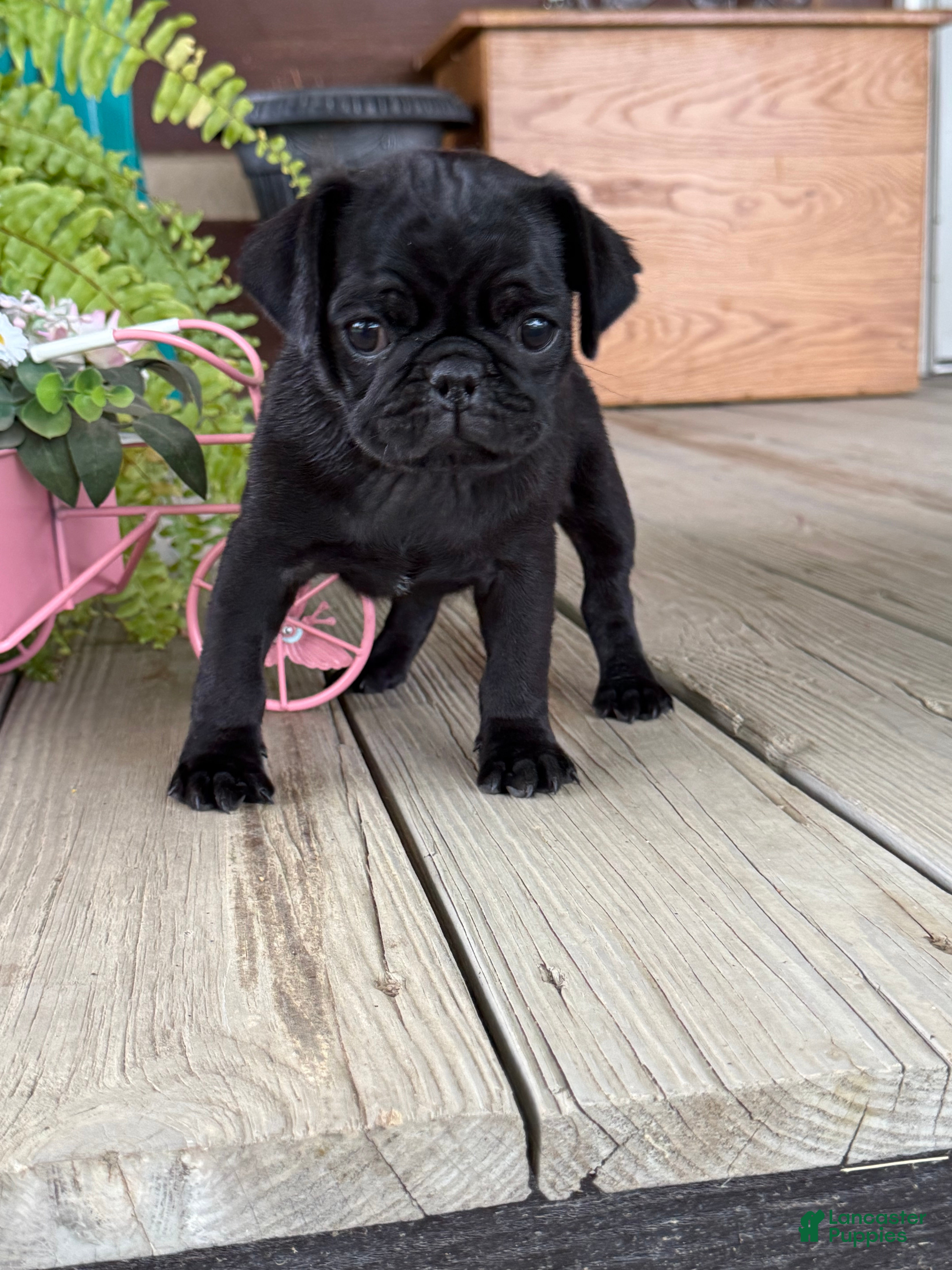 Pug dogs Pete - Ad 19