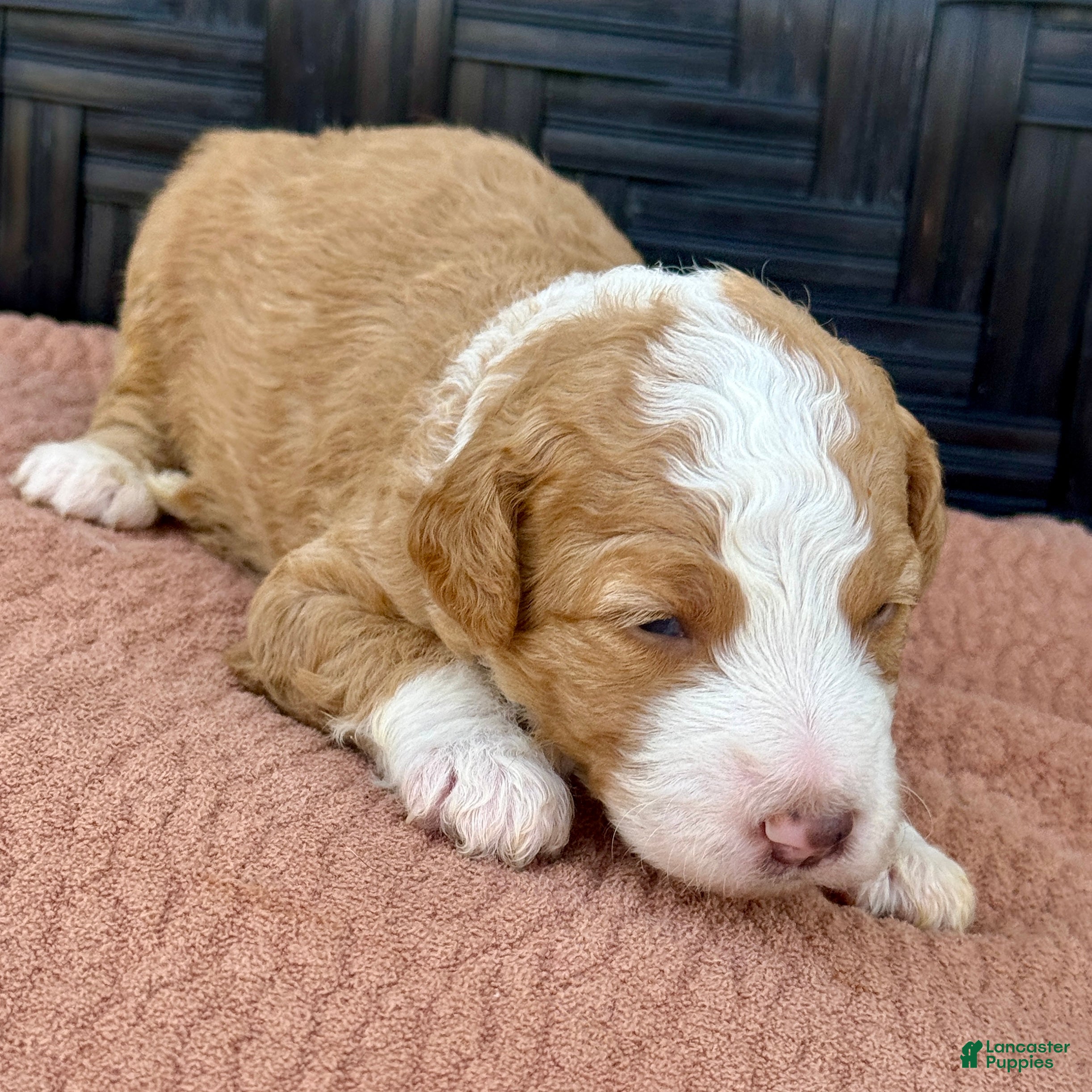 Bernedoodle dogs Pumpkin - Ad 2