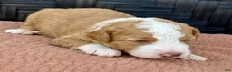 Bernedoodle dogs for sale: Pumpkin - Ad 5