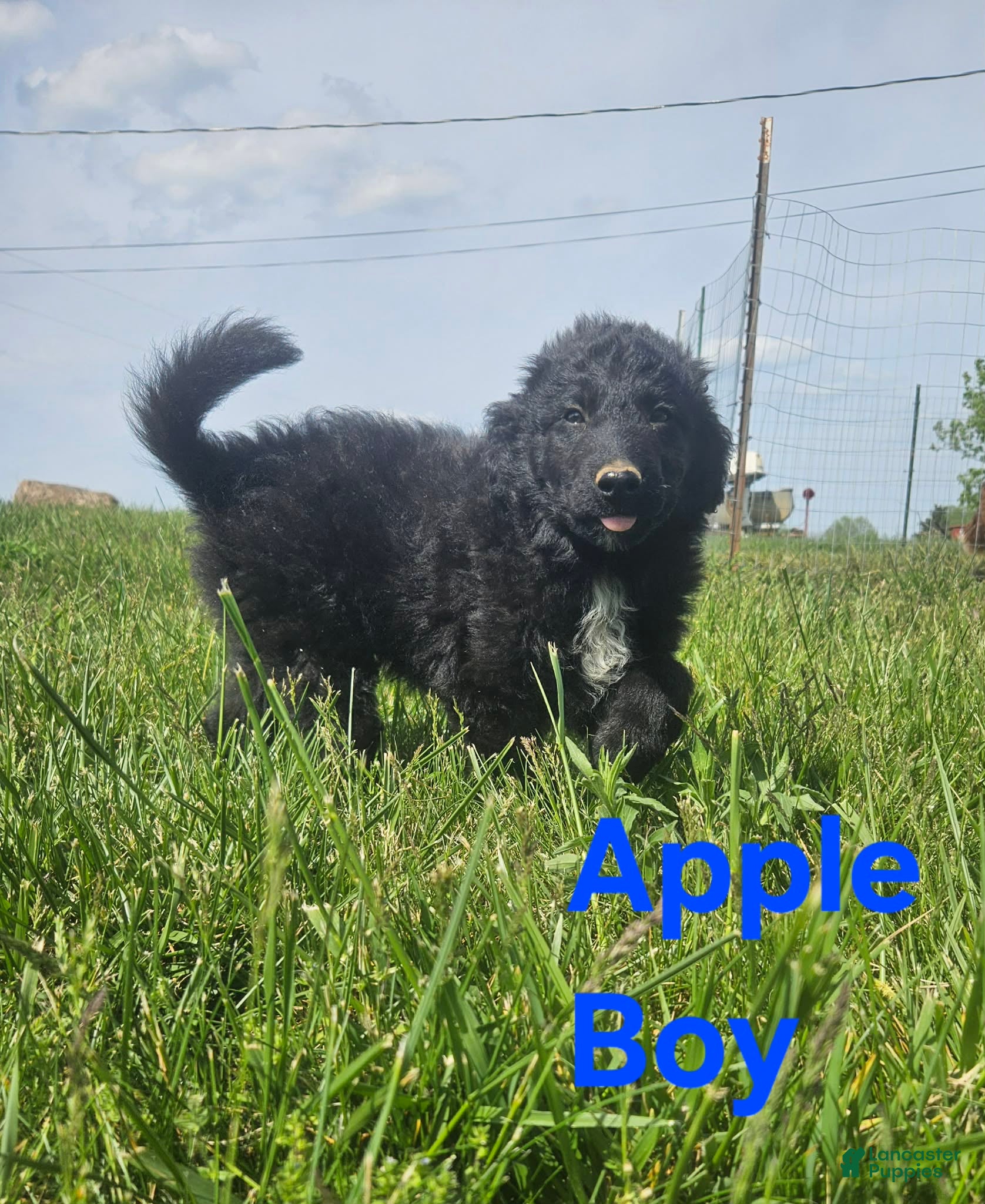 Bordoodle dogs Apple - Ad 4