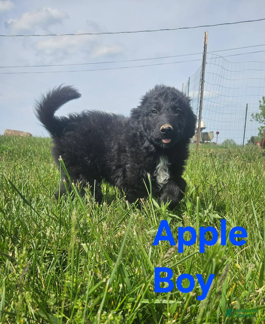 Bordoodle dogs for sale: Apple - Ad 1