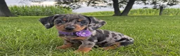Miniature Dachshund dogs for sale: Mindy - Ad 1