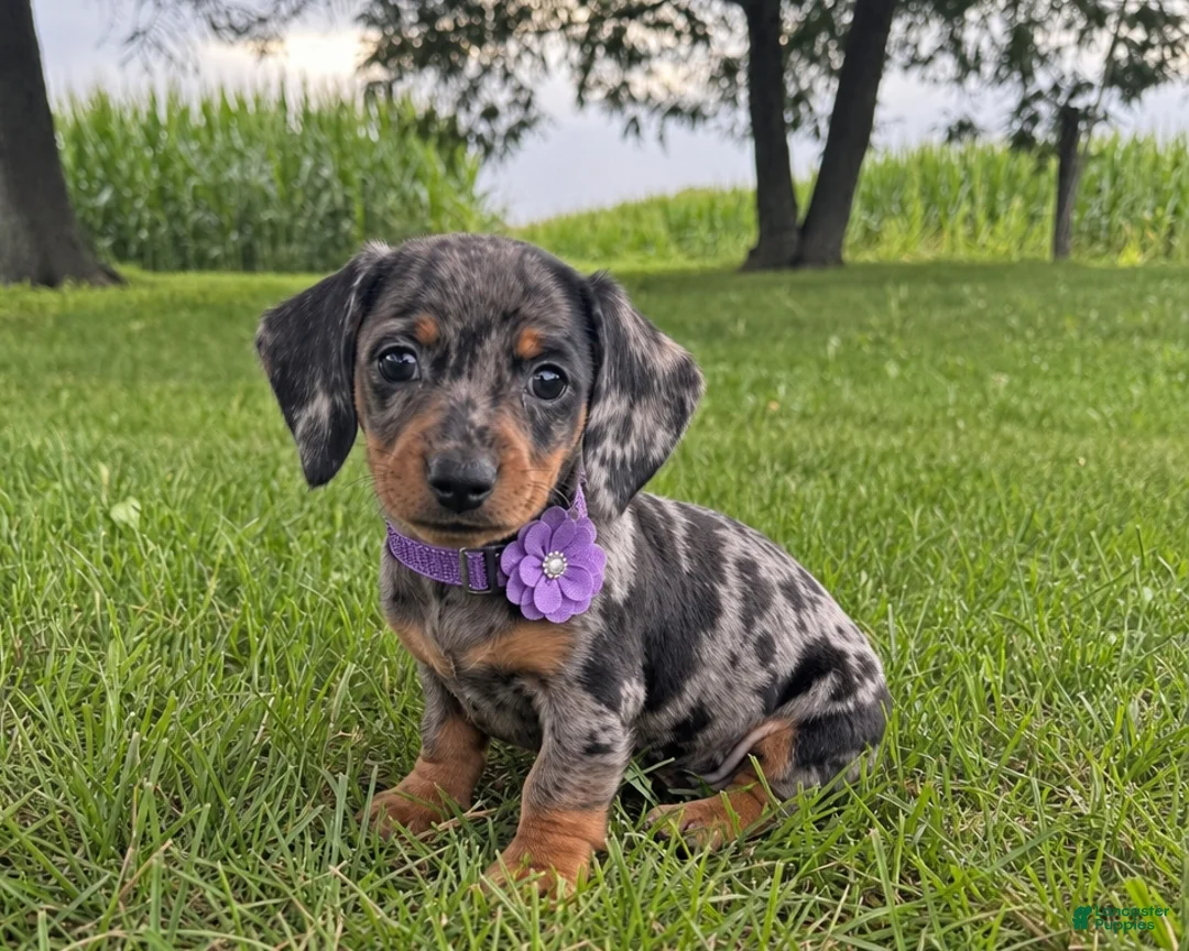 Miniature Dachshund dogs for sale: Mindy - Ad 1