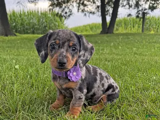 Miniature Dachshund dogs Mindy - Ad 9
