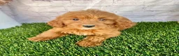 Cavapoo dogs for sale: Callie Cavapoo  - Ad 4