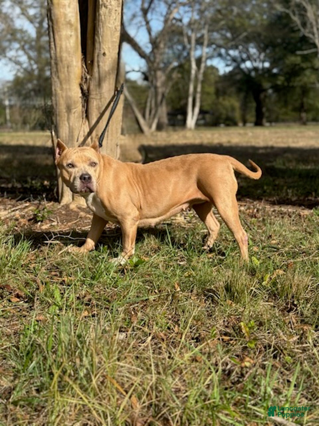 American Bully dogs for sale: Nova - Ad 2