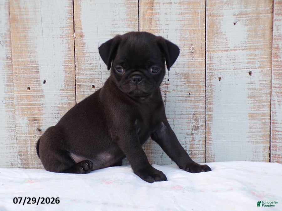 Pug dogs Cotton - Ad 1