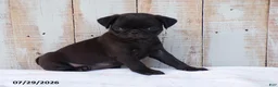Pug dogs for sale: Cotton - Ad 1