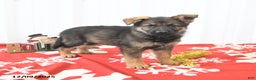 German Shepherd dogs for sale: Lando - Ad 4
