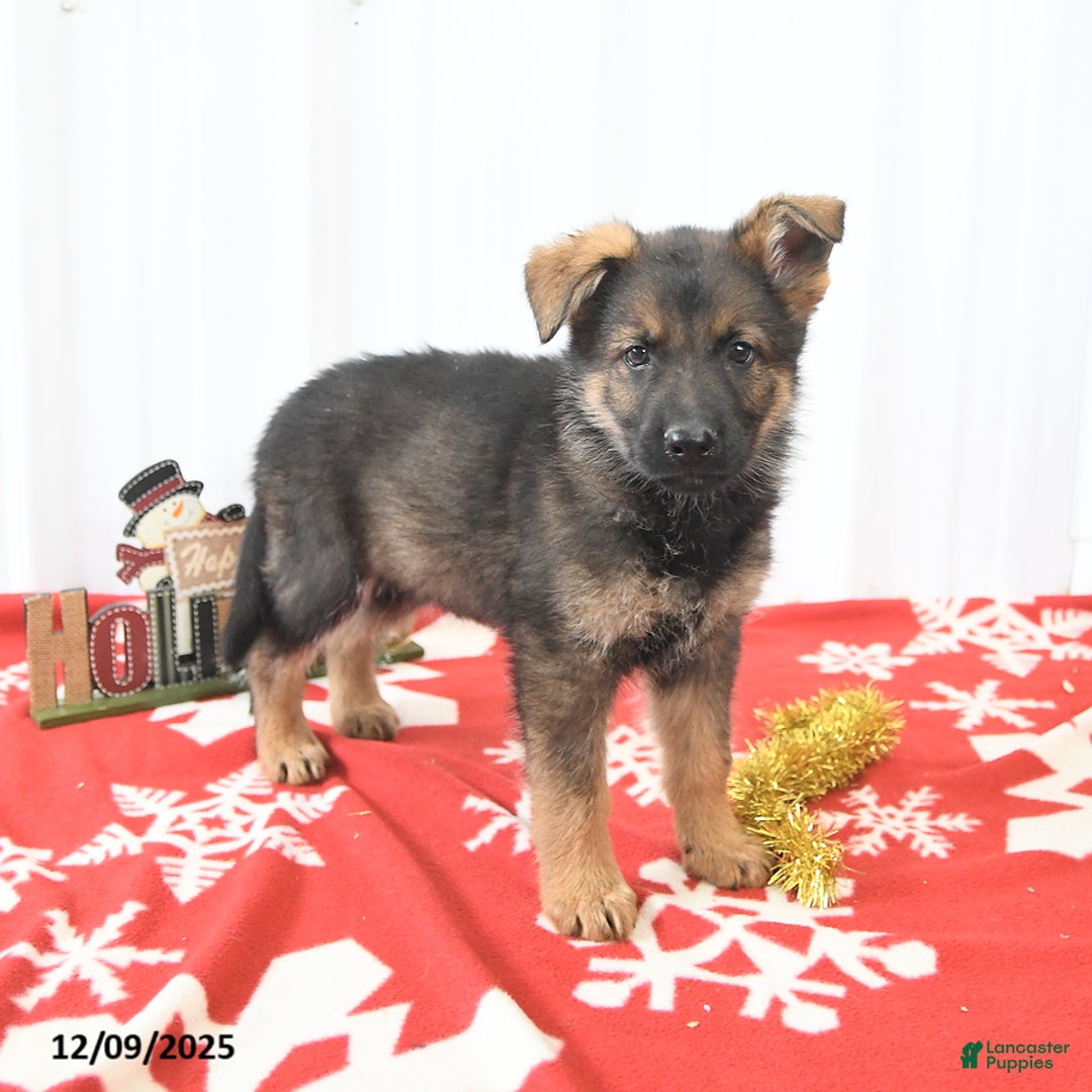 German Shepherd dogs for sale: Lando - Ad 4