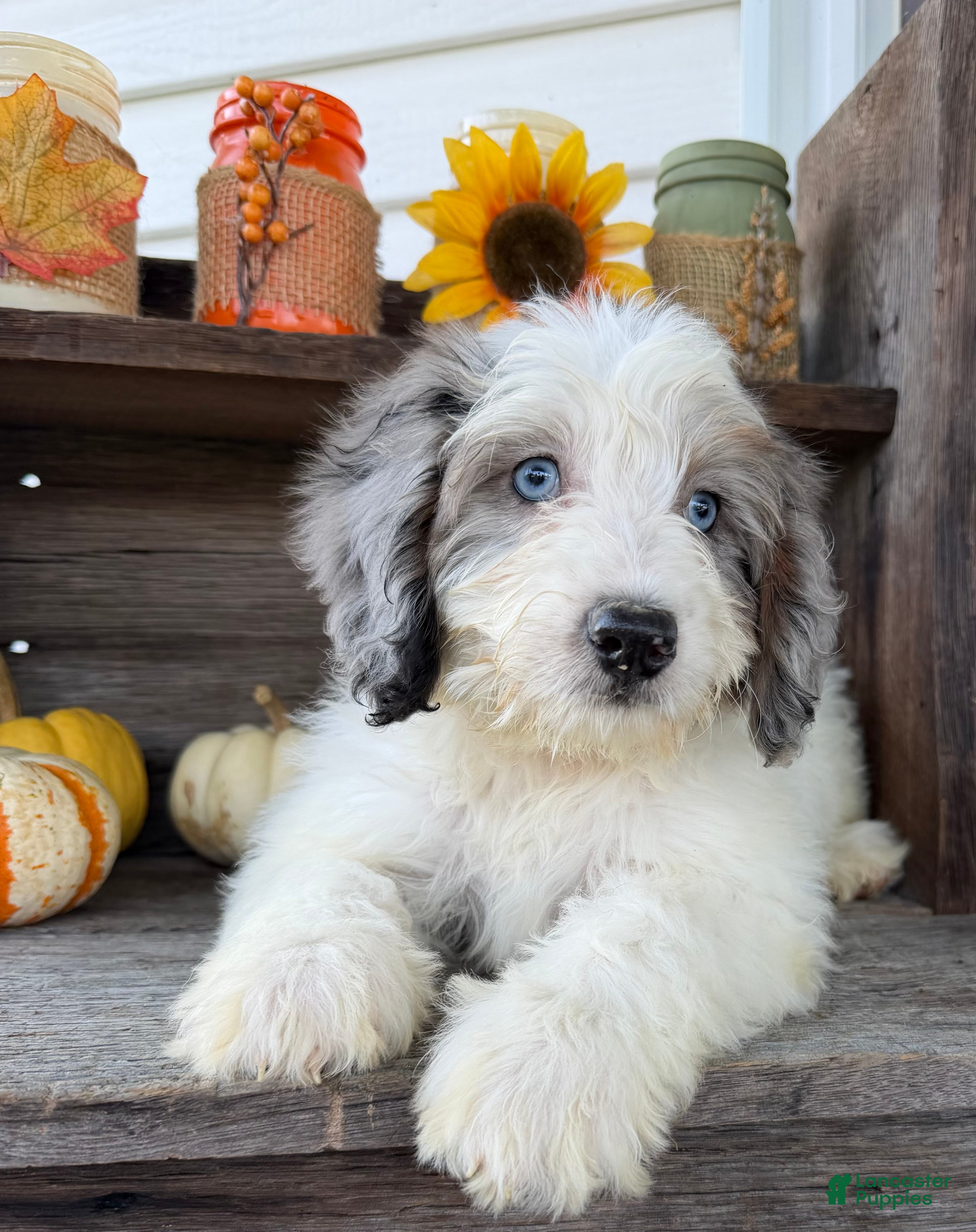 Mini Bernedoodle dogs for sale: Daisy - Ad 2