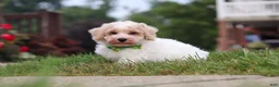 Bichpoo dogs for sale: Benji - Ad 13