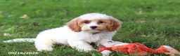 Cavapoochon dogs for sale: Brady - Ad 4
