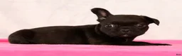 French Bulldog dogs for sale: Pez - Ad 8