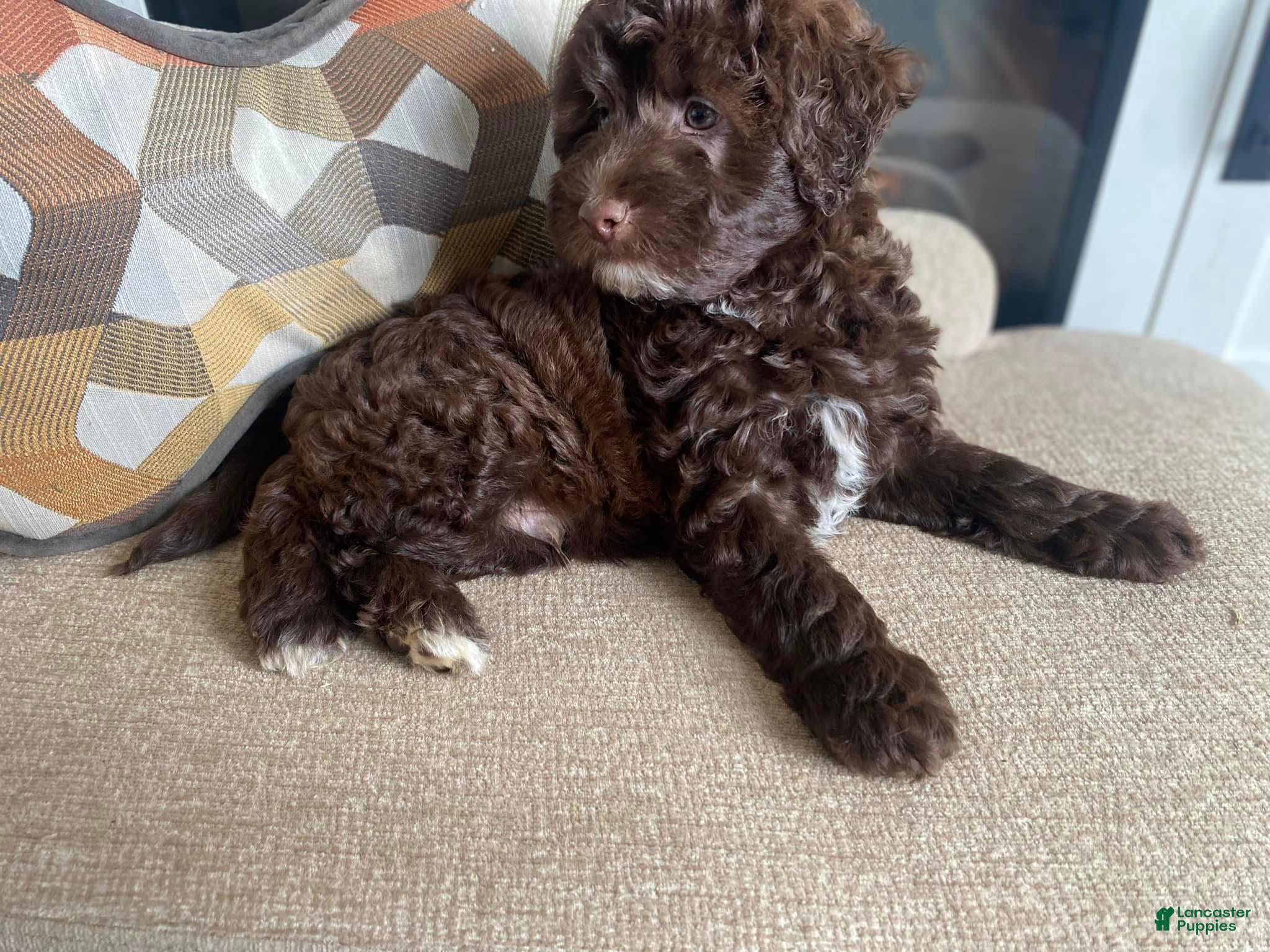 Miniature Labradoodle dogs Merle- Jackson - Ad 2
