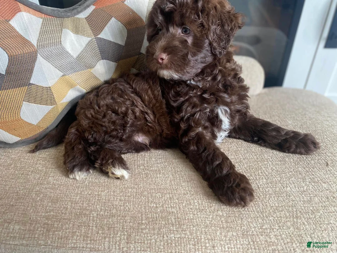 Miniature Labradoodle dogs for sale: Merle- Jackson - Ad 2
