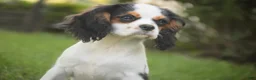 Cavalier King Charles Spaniel dogs for sale: Dottie - Ad 6