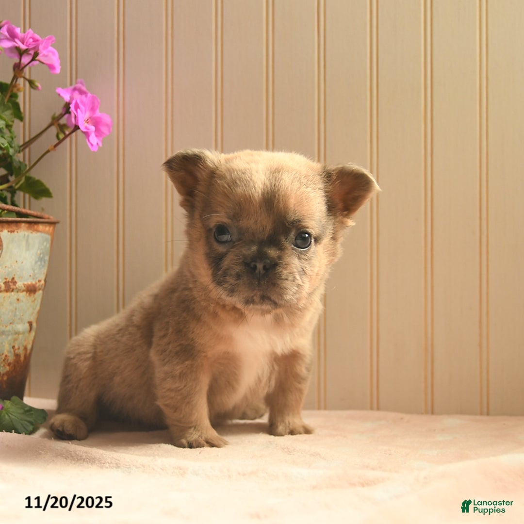 French Bulldog dogs for sale: Asher  - Ad 3