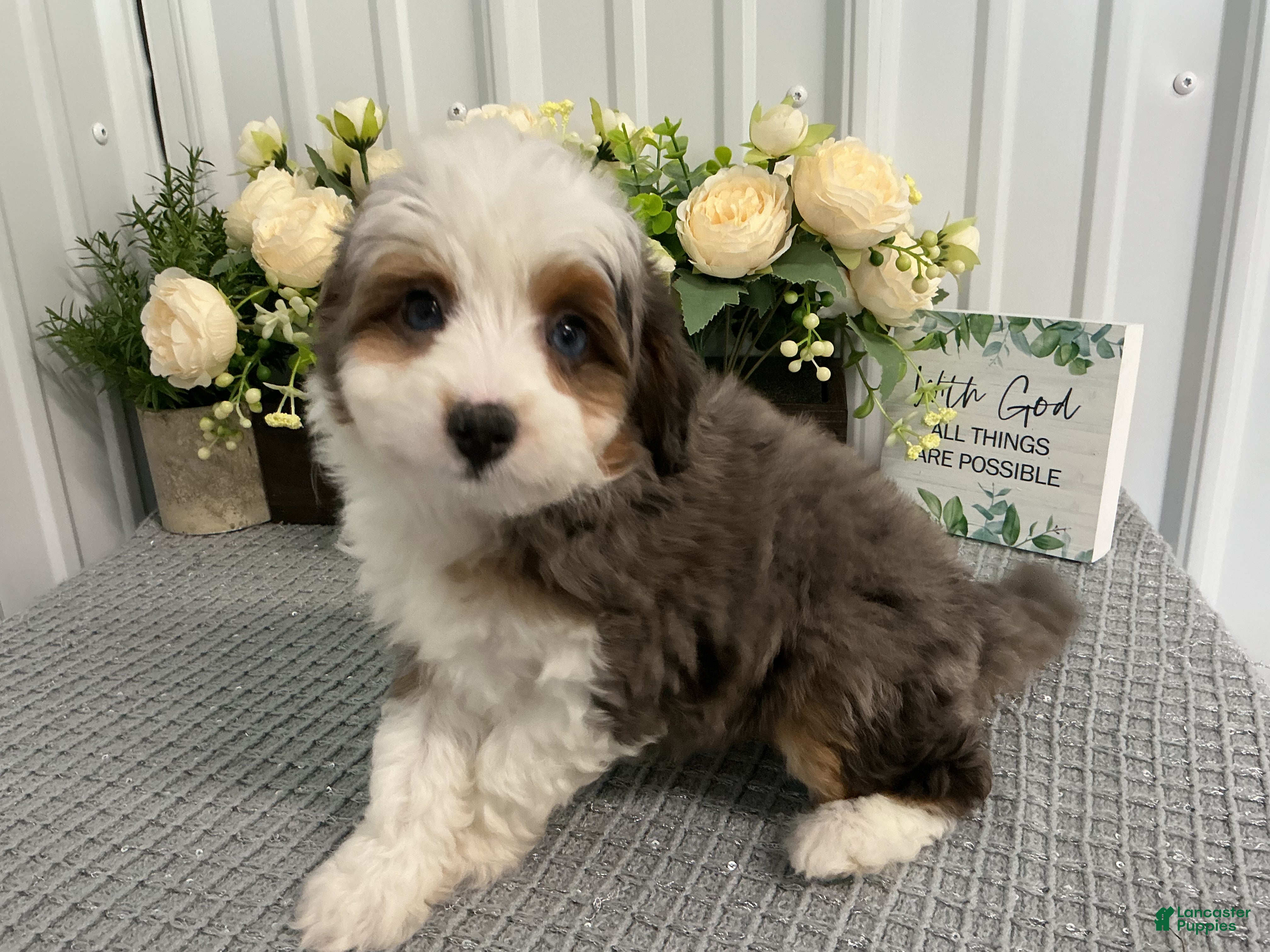 Aussiedoodle dogs Mr shadow  - Ad 2