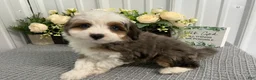 Aussiedoodle dogs for sale: Mr shadow  - Ad 2