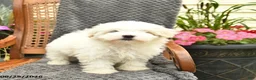 Maltipoo dogs for sale: Flora    - Ad 3