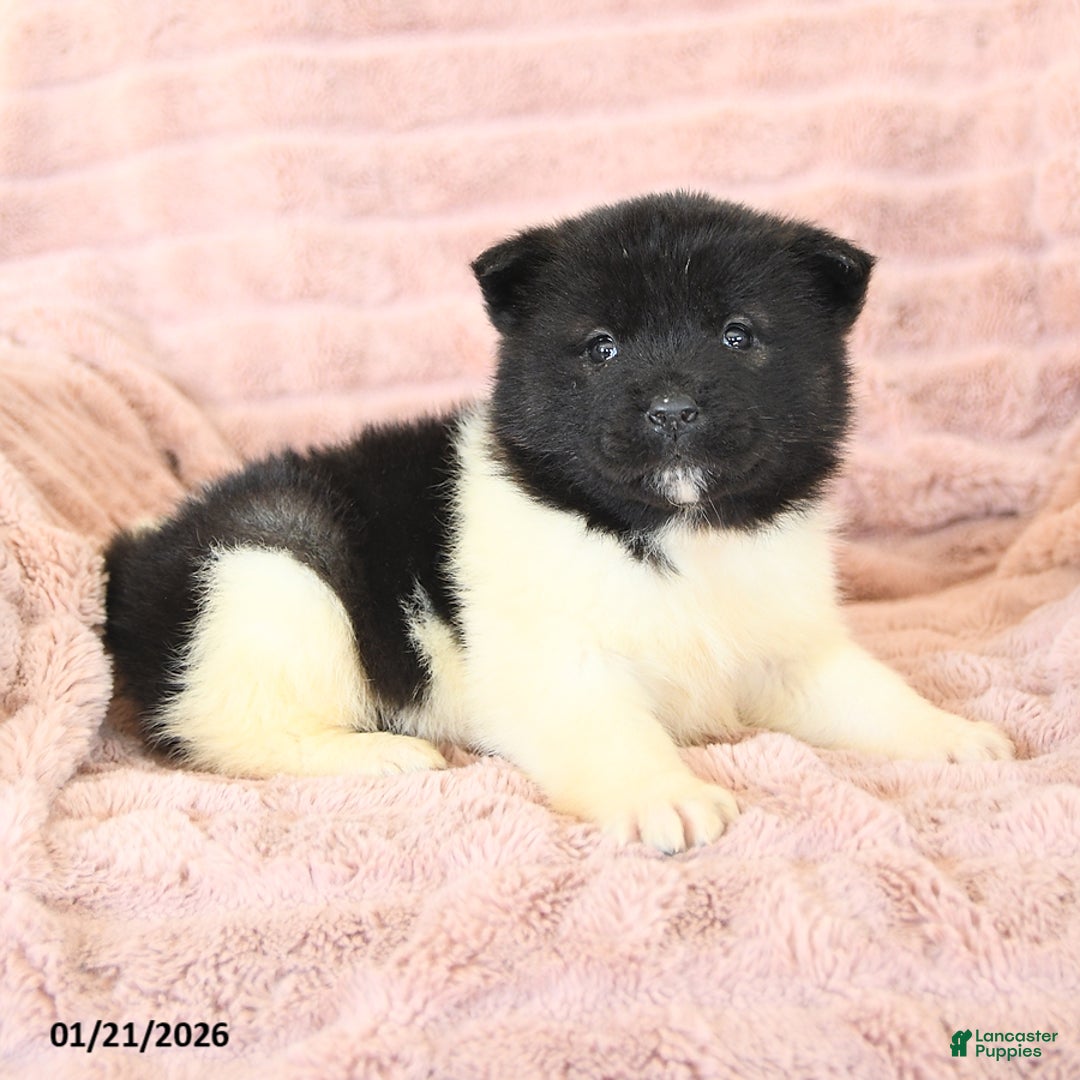 Akita dogs for sale: Fancy - Ad 2