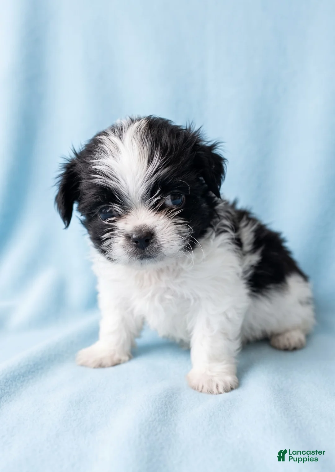 Mixed Breed dogs for sale: Bear - Ad 2