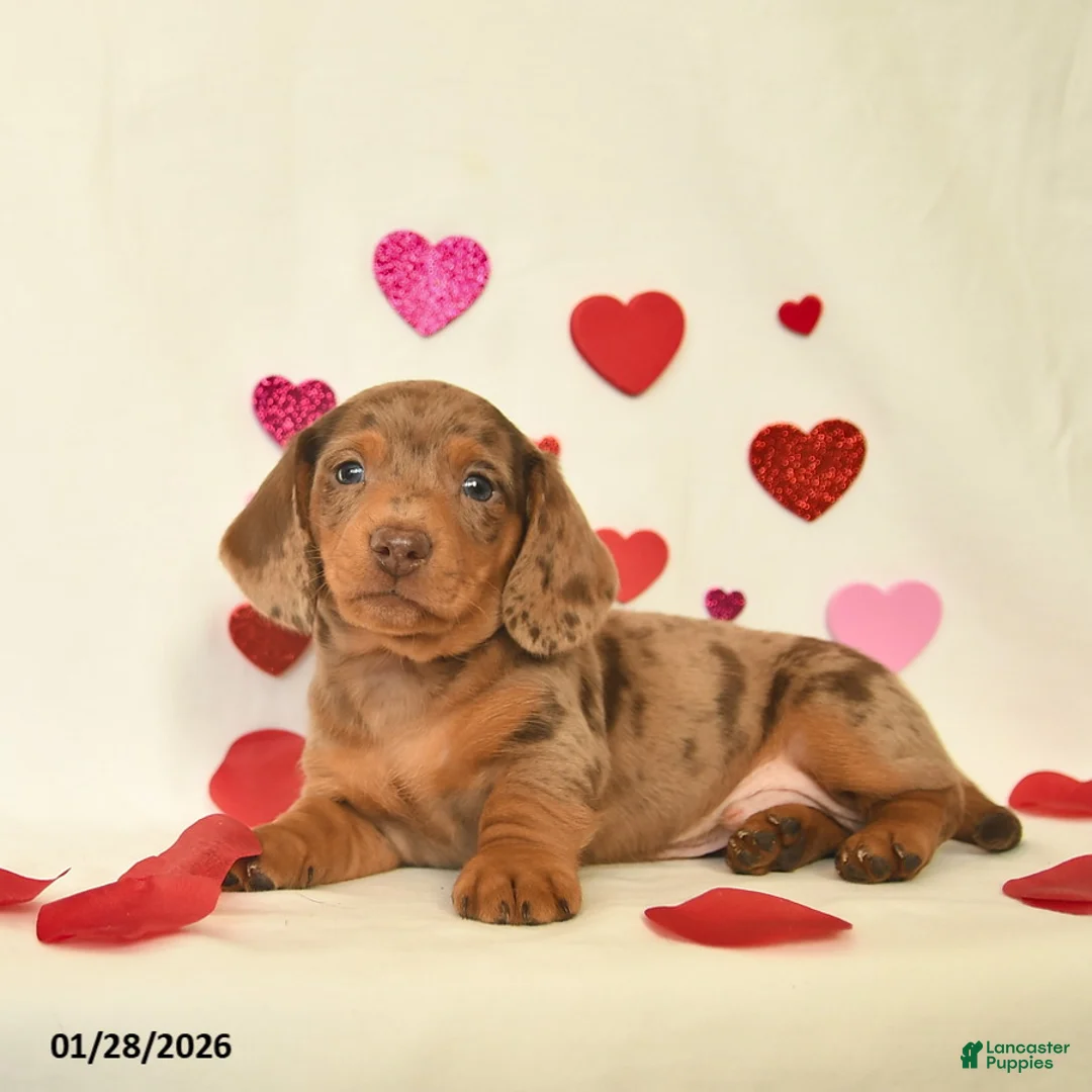 Miniature Dachshund dogs for sale: Ozzie  - Ad 2