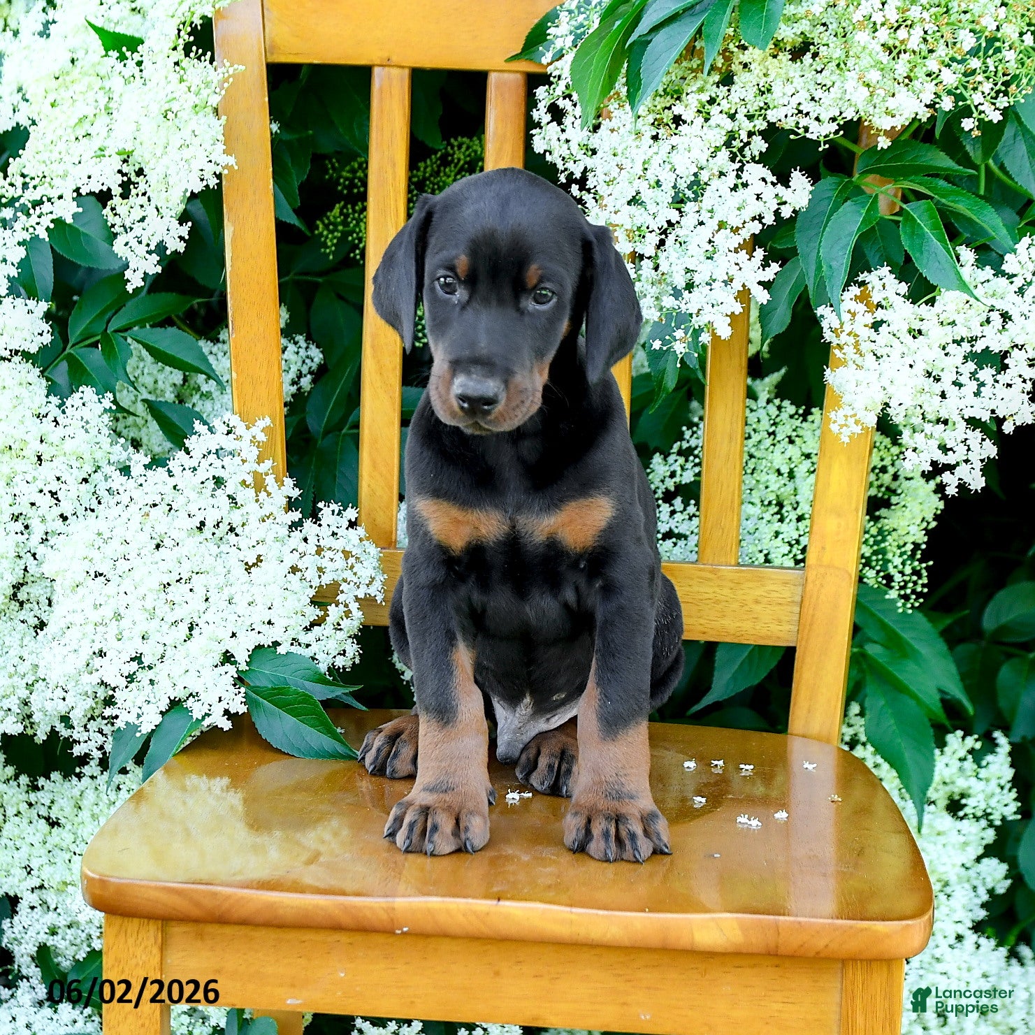 Doberman Pinscher dogs for sale: Lamar - Ad 4