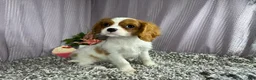 Cavalier King Charles Spaniel dogs for sale: Cavalier King Charles Spaniel 2 - Ad 5