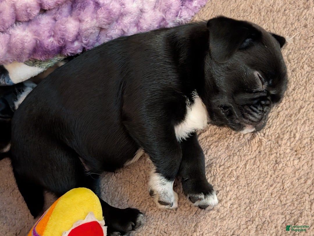 Puggle dogs for sale: Puggle Puppy 2 - Ad 2