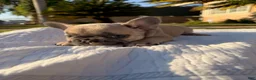 French Bulldog dogs for sale: Lilly - Ad 3