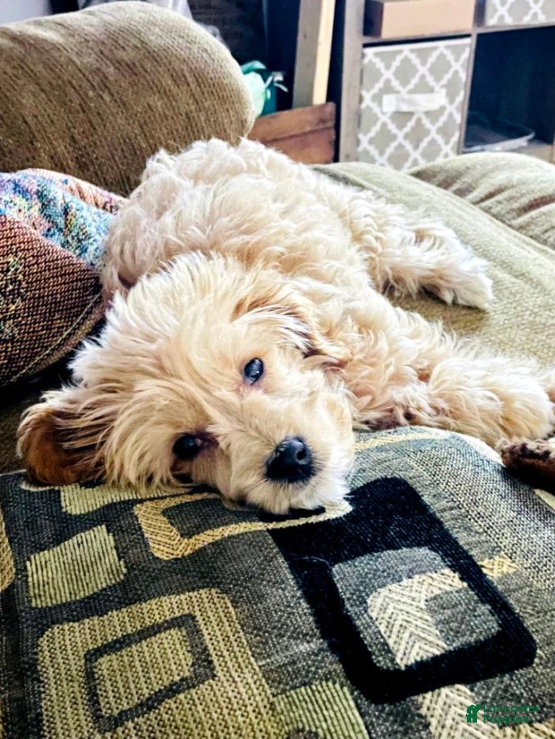 Goldendoodle dogs for sale: Dave - Ad 2