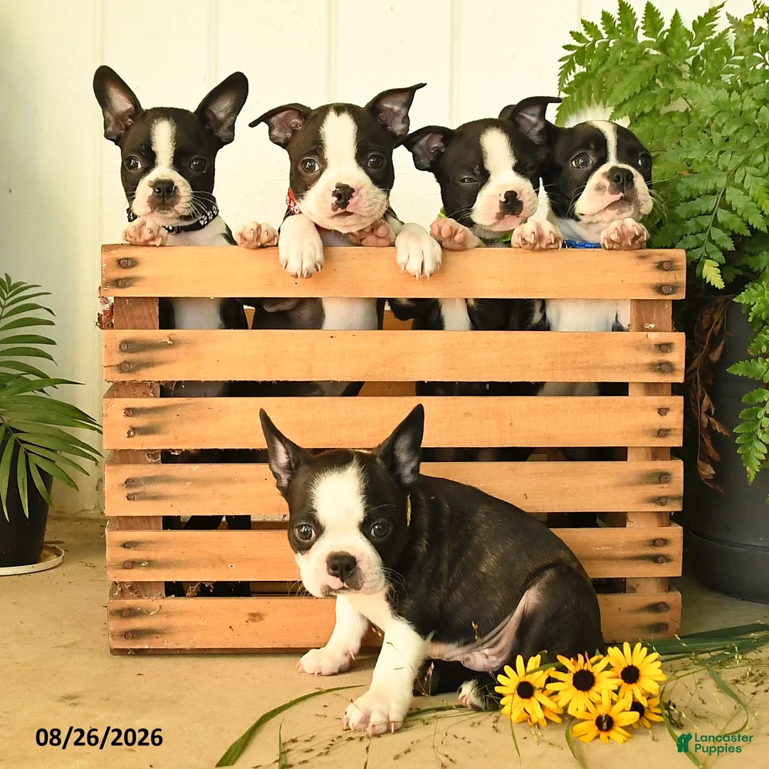 Boston Terrier dogs for sale: Percy - Ad 3