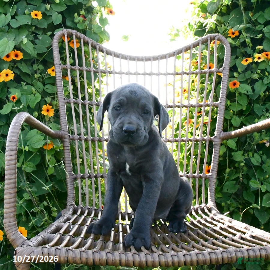 Cane Corso dogs for sale: Cali - Ad 1