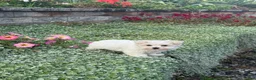 Maltese dogs for sale: Mason 🍁 - Ad 4