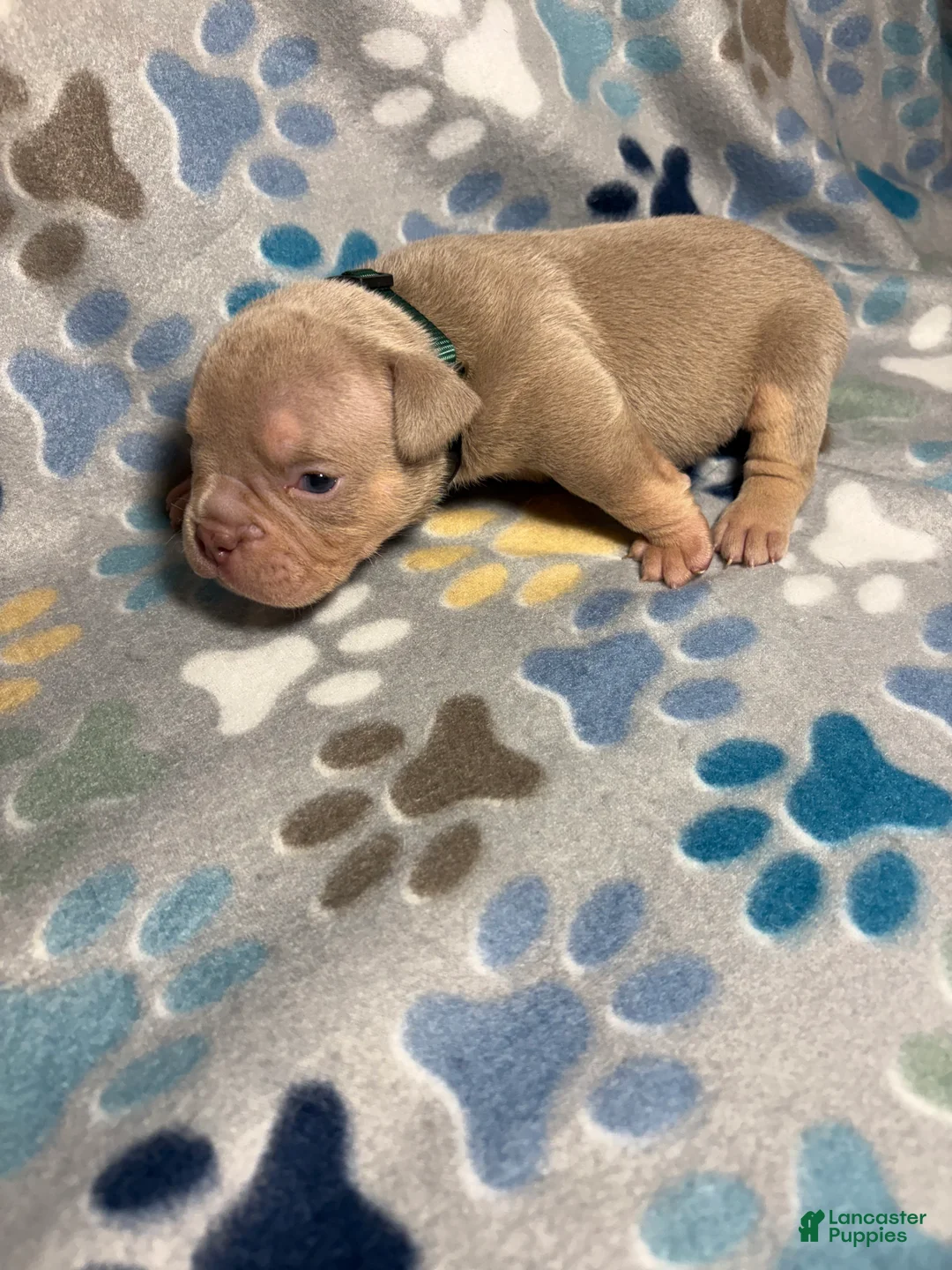American Bully dogs for sale: MALE GREEN COLLAR - Ad 2