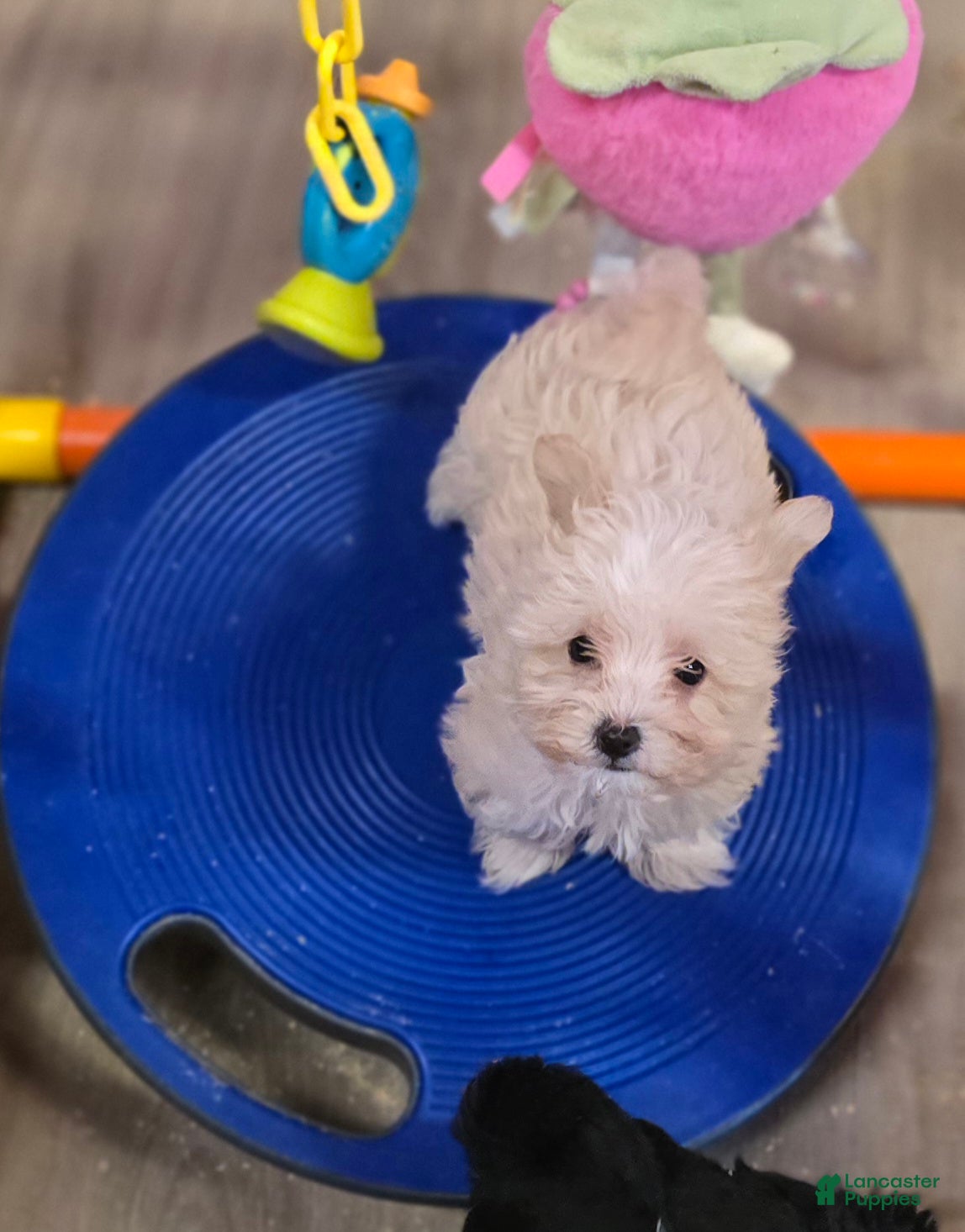 Maltipoo dogs Ice - Ad 2