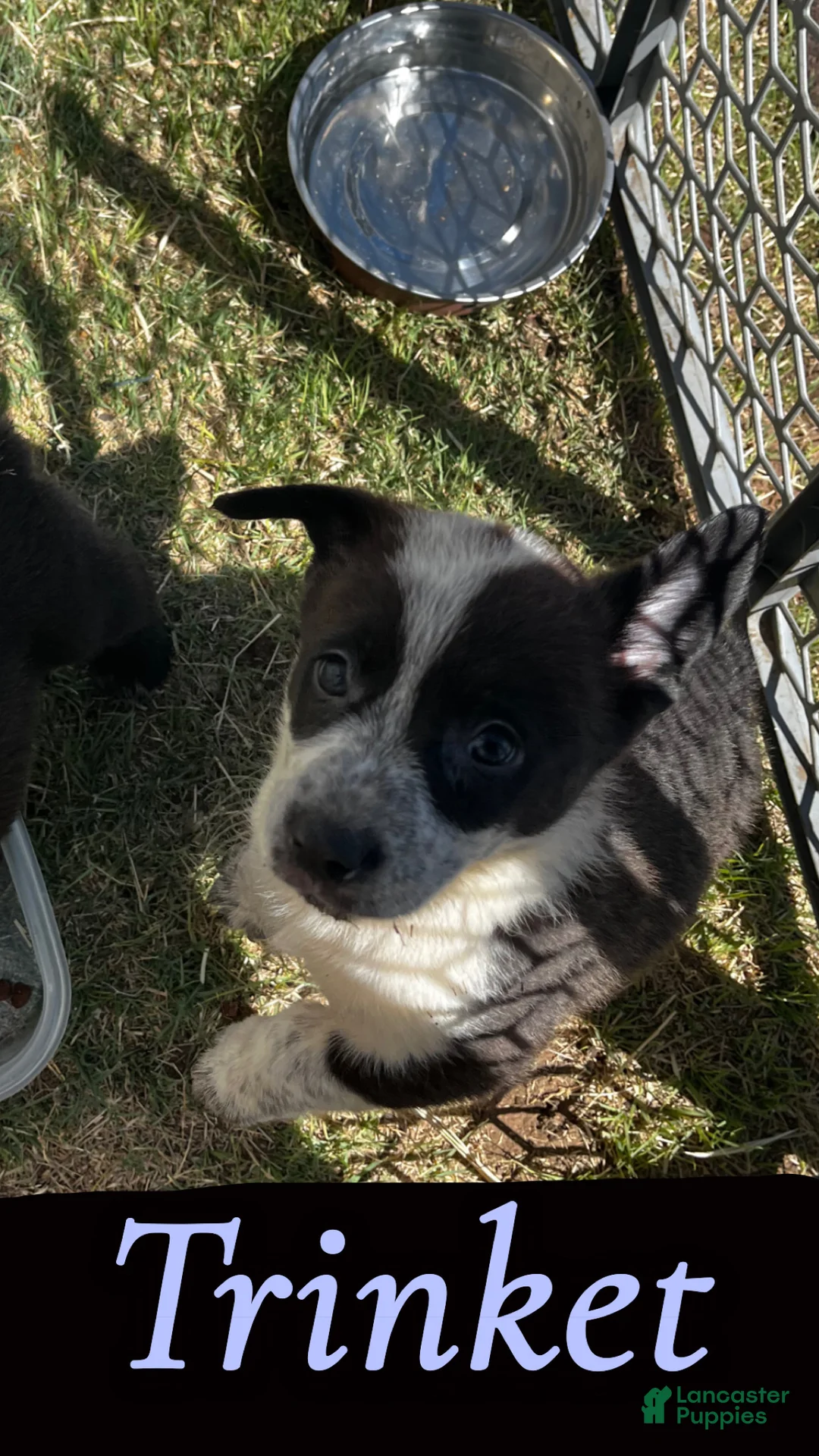 Welsh Corgi Pembroke dogs for sale: Welsh Corgi Pembroke Puppy 2 - Ad 2