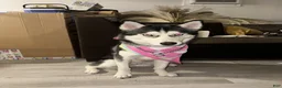 Siberian Husky dogs for sale: Red - Ad 6