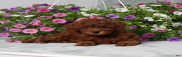 Miniature Poodle dogs for sale: Dustin - Ad 4
