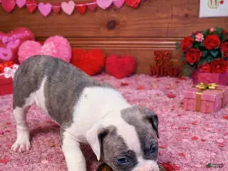 American Bulldog dogs Rocket - Ad 6