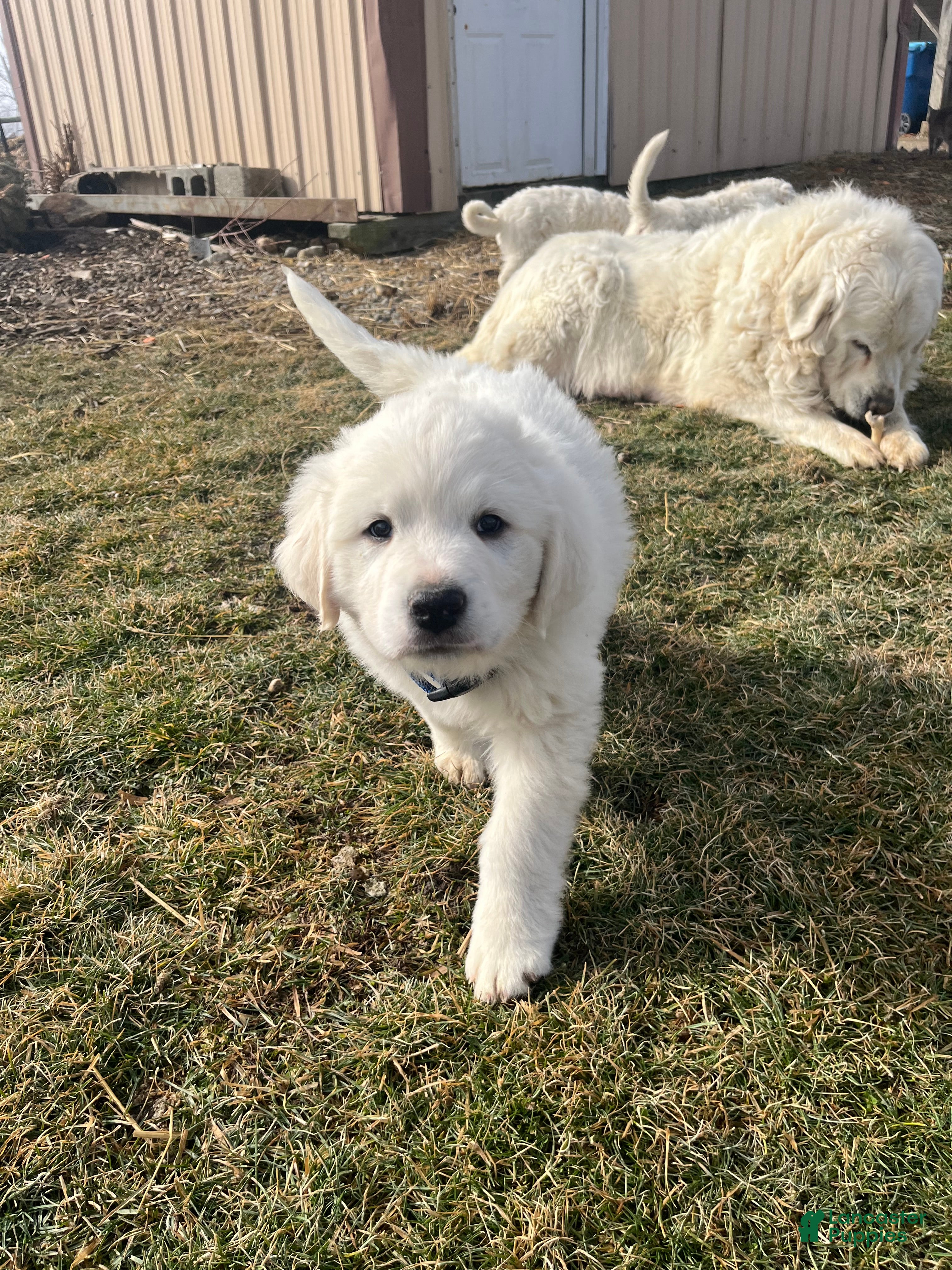 Great Pyrenees dogs Bosco - Ad 1