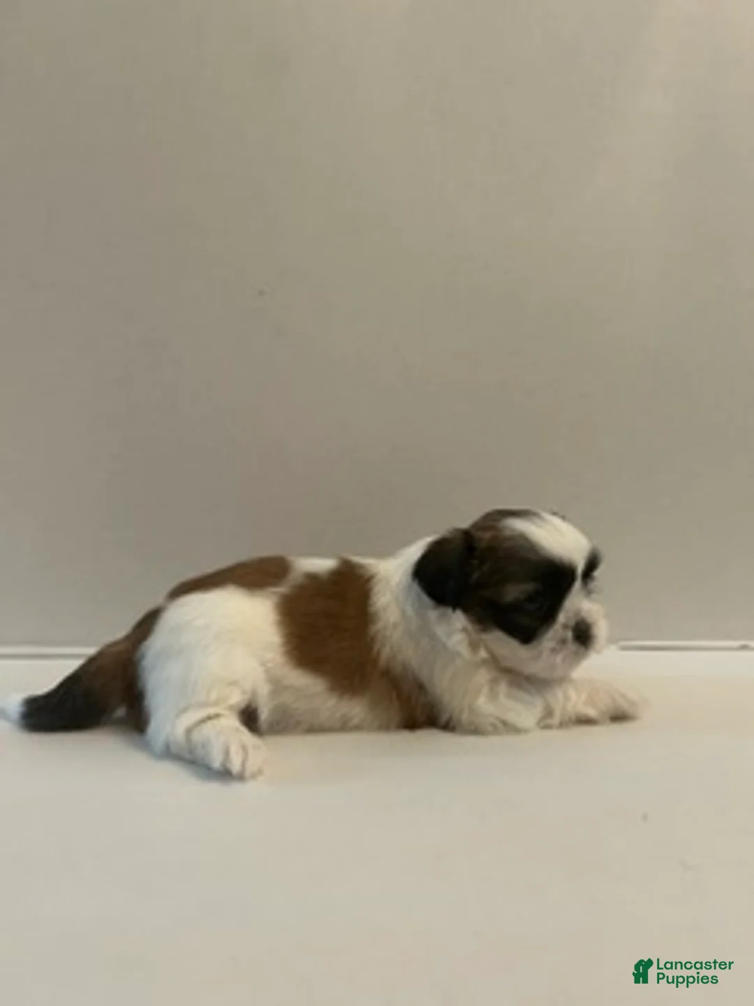 Shih Tzu dogs for sale: Shih Tzu 5 baby girl pink - Ad 2